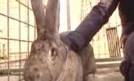Cel mai mare iepure din lume are 19 kilograme. Vezi cum arată (VIDEO)