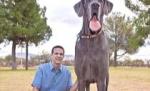 Cel mai mare câine din lume: Un dog german de 115 kilograme şi peste un metru înălţime (VIDEO)