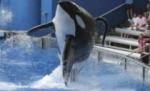 O dresoare de la un parc acvatic din Florida a fost ucisă de o orcă (VIDEO)
