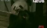 Un urs panda a intrat în curtea unui chinez pentru a căuta mâncare (VIDEO)