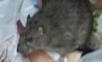 Ialomiţa. Bebeluş de patru luni, la spital după ce a fost muşcat de şobolani (IMAGINI ŞOCANTE)