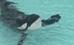 SUA. Orca ce şi-a ucis dresoarea ar putea fi eliberată în ocean