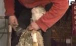 Concurs de tuns oi în Franţa, noua atracţie turistică a Alpilor (VIDEO)