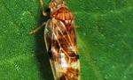 Londra importă o insectă japoneză pentru a combate buruienile