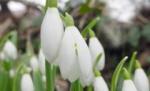 Primăvara vine duminică şi se termină miercuri. Vezi prognoza meteo pentru următoarea perioadă