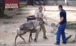 Belgia. Angajaţi ai unei grădini zoologice, trimişi în judecată deoarece au fost prea violenţi cu un ren (VIDEO)