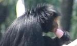 Animale răcorite cu îngheţată şi fructe congelate la o grădină zoologică din Brazilia (VIDEO)