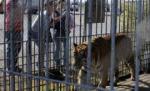 Bărbat muşcat de tigru la Grădina Zoologică din Sibiu (VIDEO)