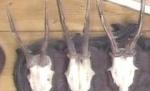 Un arădean sculptează piese unicat pentru clienţi străini (VIDEO)