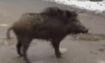 Un ieşean a fost muşcat de un porc mistreţ în spatele casei (VIDEO)