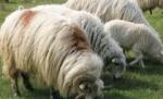 Kuweit. Un bărbat, internat la spital, după ce a făcut sex cu animalele de la ferma pe care o păzea