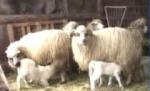 Miei mai puţini din cauza sărbătorilor timpurii (VIDEO)
