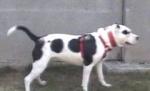 Crescătorii de pitbulli din Braşov cer legalizarea acestei rase (VIDEO)
