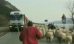 Oile au invadat un drum european (VIDEO)