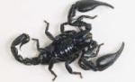 Medicii din Cuba vor să omologheze un medicament anti cancer, din venin de scorpion