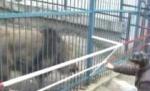 Braşov. Copil, scalpat de leu la grădina zoologică (VIDEO)