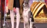 Cel mai talentat câine de la Britain's Got Talent a încântat audienţa şi juriul (VIDEO)