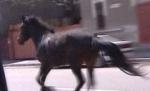 Un cal a ieşit la plimbare prin centrul Capitalei (VIDEO)