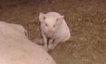 Acte normative pentru bunăstarea păsărilor şi a porcilor: Animalele vor dormi cu lumina aprinsă (VIDEO)
