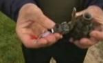 Grenadă legată cu fir de mărţişor, descoperită în Timişoara (VIDEO)