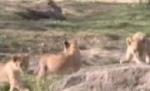 Puii tripleţi ai unei leoaice, prezentaţi pentru prima oară la un zoo din New York (VIDEO)