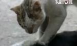 O pisică încearcă să-şi resusciteze prietena lovită de o maşină - VIDEO