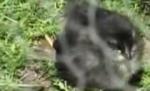 Braşov. Puiul cu trei picioare, atracţie turistică - VIDEO