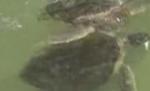 Un spital din Florida are ca pacienţi broaşte ţestoase (VIDEO)
