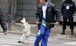 Presa străină, despre maidanezii din Bucureşti: Peste 100.000 de câini vagabonzi vor fi 