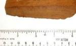 O bucată din pomul lui Isaac Newton va sfida gravitaţia