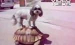 Un câine a găsit un nou mijloc de locomoţie: broasca ţestoasă (VIDEO)