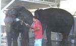 Doi elefanţi fac baie la o spălătorie auto din Târgu Jiu (VIDEO)