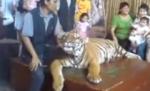 Imagini cu un tigru sedat şi abuzat într-o grădină zoologică din Malaezia (VIDEO)