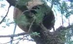 Timişoara ar putea fi invadată de milioane de albine din cauza vremii ploioase (VIDEO)