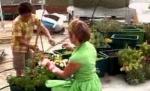 Un supermarket londonez şi-a transformat acoperişul în grădină de legume