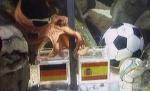 Nemţii i-au pus gând rău caracatiţei Paul (VIDEO)