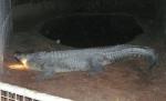 Un turist beat a scăpat cu viaţă după ce s-a suit pe spatele unui crocodil