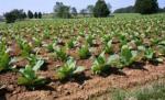Philip Morris admite că mai mulţi copii au lucrat în fermele kazace de unde şi-a procurat tutun