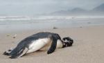 Sute de pinguini morţi pe plajele din Brazilia (VIDEO)