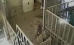 Îngrijitor de la o grădină zoologică americană, agresat de un elefant de patru tone (VIDEO)