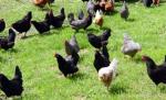 Ucraina reia importurile de păsări şi produse avicole din România