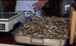 Zeci de turişti de pe litoral au ajuns la spital după ce au consumat hamsii şi shaorma (VIDEO)