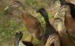 Doi germani vor înota 500 de km alături de şapte raţe (VIDEO)