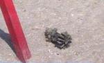 Proiectil din al doilea război mondial descoperit de un turist pe plaja din Mamaia (VIDEO)