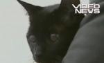 Motan orb, găsit la peste 4.000 kilometri distanţă de locul din care dispăruse - VIDEO