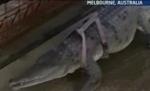 Crocodilul, animalul de companie al unei australience, care a şi divorţat de dragul lui (VIDEO)
