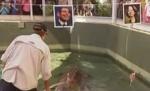 Crocodilul Harry, varianta politicianistă din Australia a caracatiţei Paul (VIDEO)