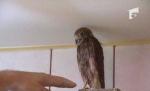 Un şoim prădător, căzut din cuib, a fost pentru două luni pasăre de casă (VIDEO)