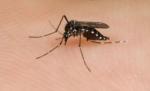 Rusia: Cel puţin cinci oameni au murit, în urma infectării cu virusul West Nile