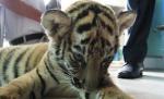 Thailanda. O femeie a încercat să scoată din ţară un pui de tigru ascuns într-o valiză
